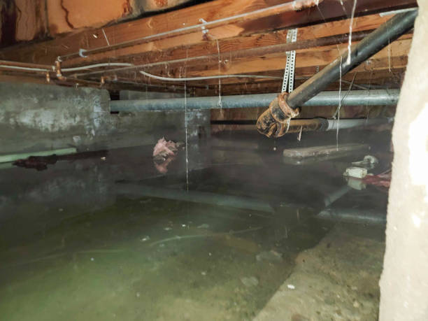 Best Flooded house restoration  in Rosenhayn, NJ